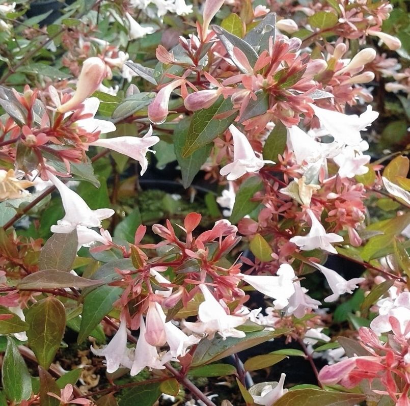 Planta Abelia Grandiflora Blanca. Muy decorativa. 20-30 cm
