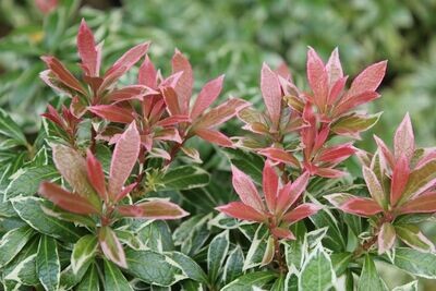 Planta Andromeda. Pieris Variegata. Arbusto decorativo. 20-25 cm