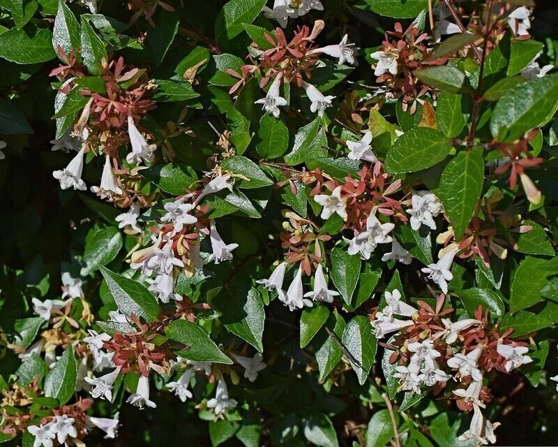 Planta Abelia Grandiflora Blanca. Muy decorativa. 20-30 cm