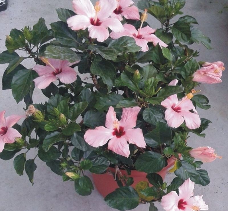 Planta Hibisco o Hibiscus Sinensis Rosa. Rosa de china. 30-40 cm