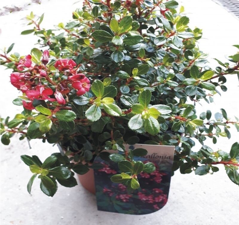 Planta Escalonia. Escallonia Red Dream. 30-35 cm