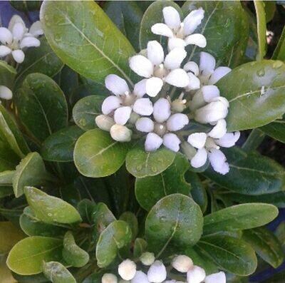 Planta Pittosporum Tobira Nana. Planta natural. 25-30 cm