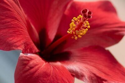 Planta Hibisco o Hibiscus Sinensis Roja. 30-40 cm