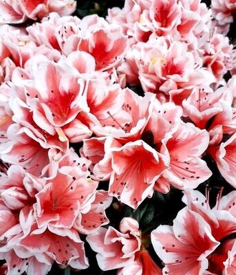 Planta natural Azalea Bicolor.  30 cm
