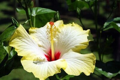 Planta Hibisco o Hibiscus Sinensis Amarilla. Rosa de china. 30-40 cm