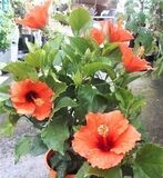 Planta Hibisco o Hibiscus Sinensis Naranja. Rosa de china. 30-40 cm