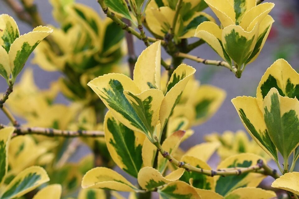 Planta Evonimus. Euonimus Pulchellus Aurea. 20-25 cm