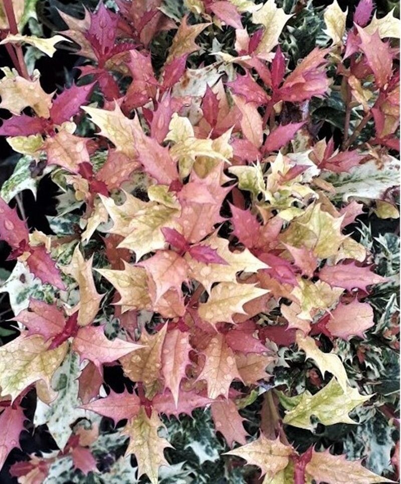 Planta Osmanto. Osmanthus Tricolor. Lila Fragante. 25-30 cm