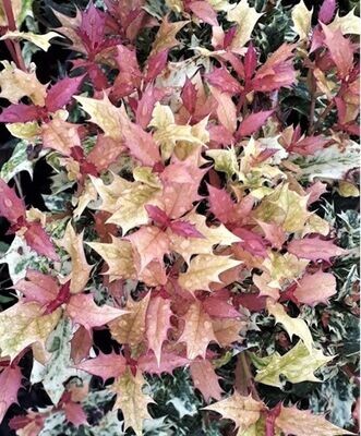 Planta Osmanto. Osmanthus Tricolor. Lila Fragante. 25-30 cm