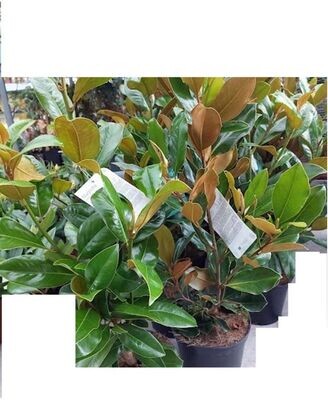 Planta Magnolia Grandiflora. Flores blancas perfumadas. 50 - 60 cm