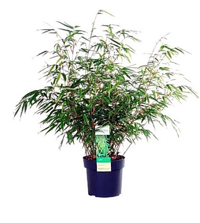 Planta Bambu Fargesia Rufa. Especie no invasiva. 50 - 60 cm