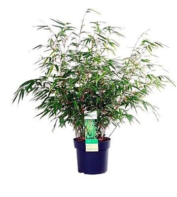 Planta Bambu Fargesia Rufa. Especie no invasiva. 50 - 60 cm