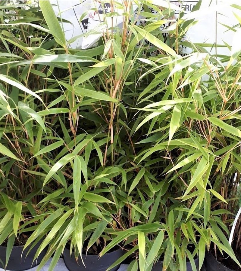 Planta Bambu Fargesia Rufa. Especie no invasiva. 50 - 60 cm