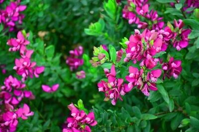 Planta Indigofera Gerardiana. Jucunda, Indigo o Añil. 80-100 cm