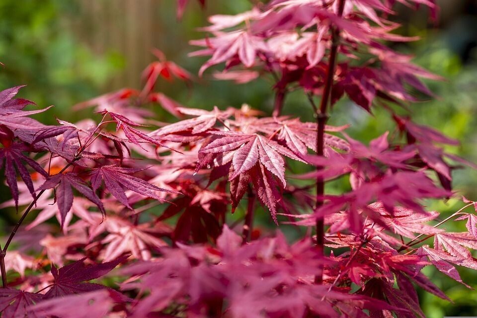 Planta Acer Palmatum Bloodgood. Acer Palmado. 40-50 cm