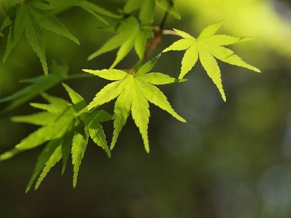 Planta Arce Palmatum Japones Going Green. 30-40cm