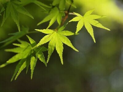 Planta Arce Palmatum Japones Going Green. 30-40cm