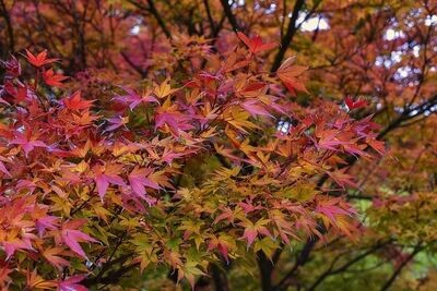 Planta Acer Palmatum Bi Hoo. Arce Japones. 40-50 cm