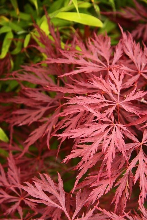 Planta Acer Palmatum Dissectum Atropurpureum. 30-35 cm