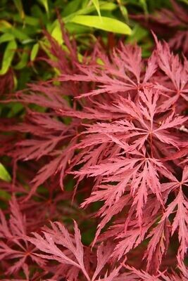 Planta Acer Palmatum Dissectum Atropurpureum. 30-35 cm
