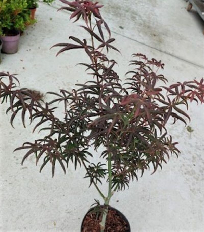 Planta Acer Palmatum Starfish. Acer Palmado. 40-50 cm