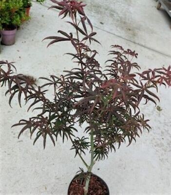 Planta Acer Palmatum Starfish. Acer Palmado. 40-50 cm