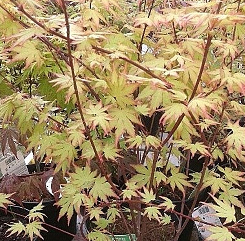 Planta Acer Palmatum Orange Dream. Acer Palmado. 30 - 40 cm