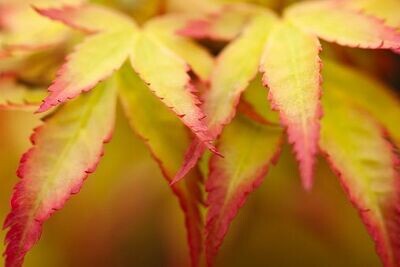 Planta Acer Palmatum Orange Dream. Acer Palmado. 30 - 40 cm