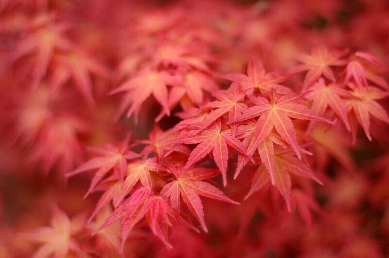 Planta Acer Palmatum Beni-Maiko. Acer Palmado. 30-40 cm