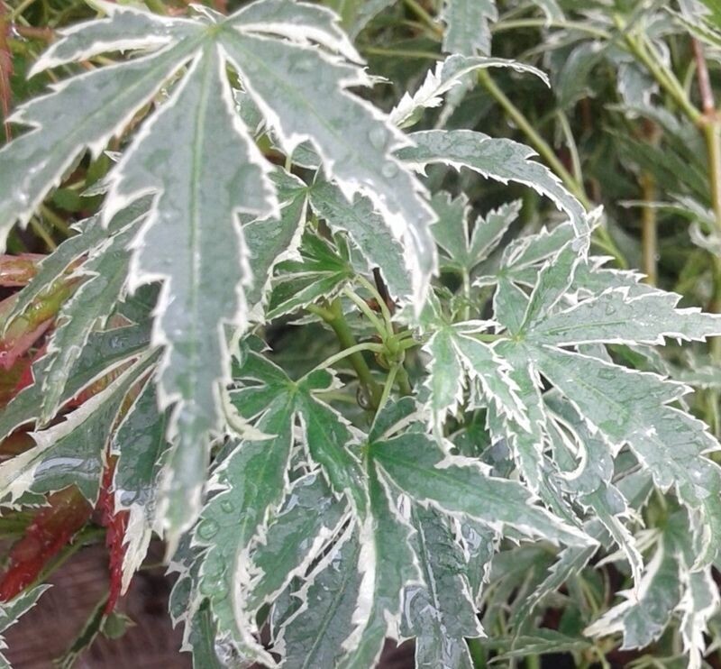 Planta Acer Palmatum Butterfly. Acer Palmado. 40-50 cm