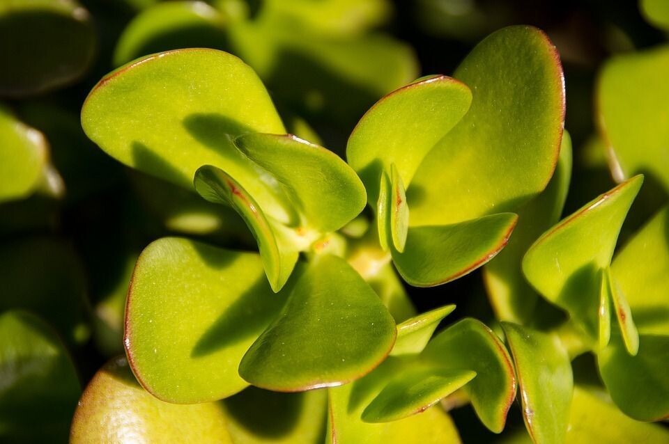 Planta Crassula Ovata. Planta de Jade. Maceta 9 cm