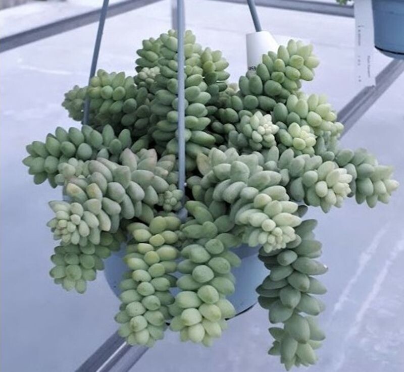 Planta Sedum Morganianum o Cola de Burro. Maceta Colgante 10-15cm