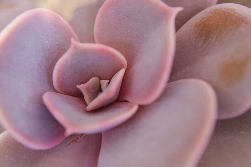 Planta Echeveria Perle von Nürnberg. Maceta 9 cm