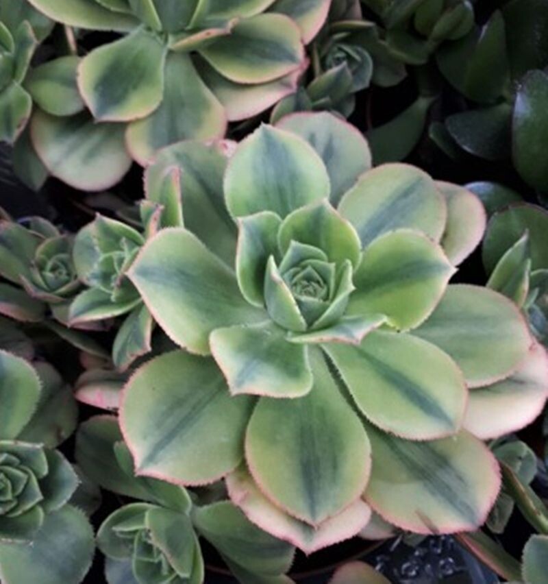Planta Aeonium Kiwi Tricolor. Hojas en forma de roseta. Maceta  6 cm