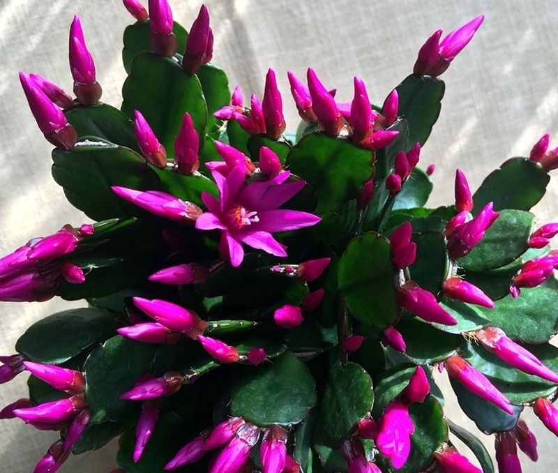 Planta Cactus de Navidad, Santa Teresita o Schlumbergera