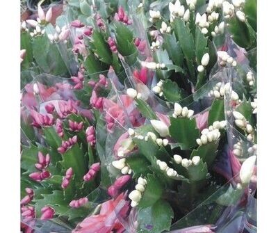 Planta Cactus de Navidad, Santa Teresita o Schlumbergera