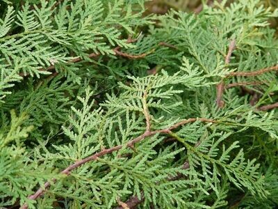Planta Thuja occidentalis Esmeralda. Tuya del Canada. 80-100 cm