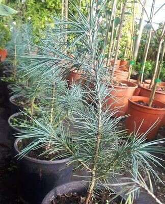 Planta Cedrus atlantica. Cedro del Atlas. 70 - 80 cm
