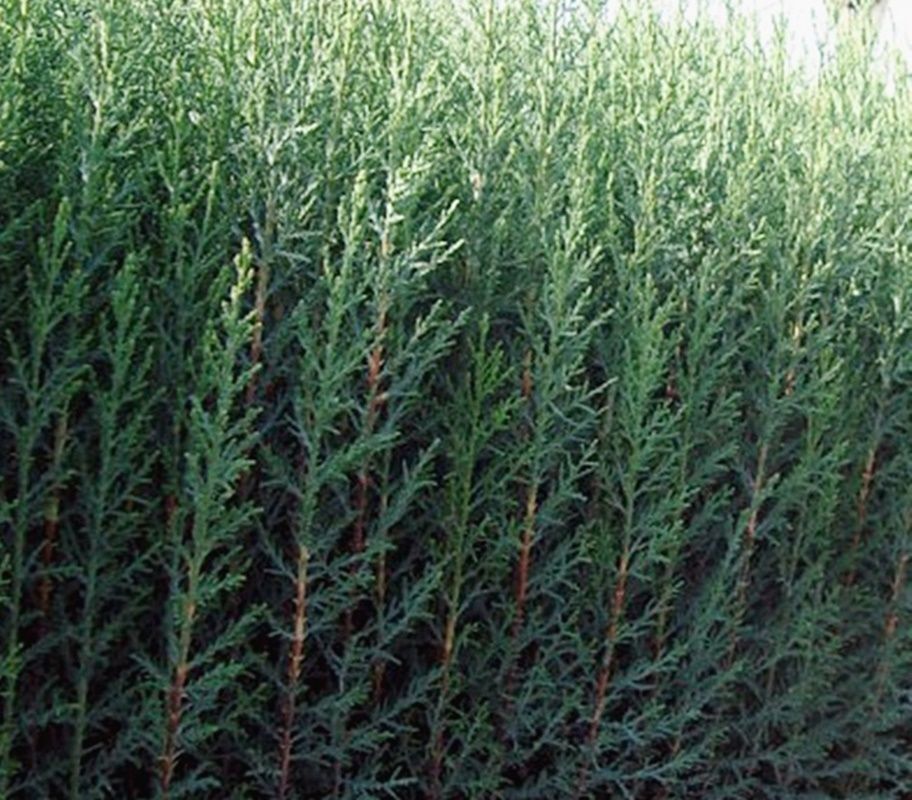 Planta de Cipres Común. Cupressus Sempervirens. 120 cm