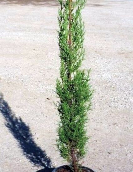 Planta de Cipres Común. Cupressus Sempervirens. 120  cm