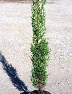 Planta de Cipres Común. Cupressus Sempervirens. 120 - 150 cm