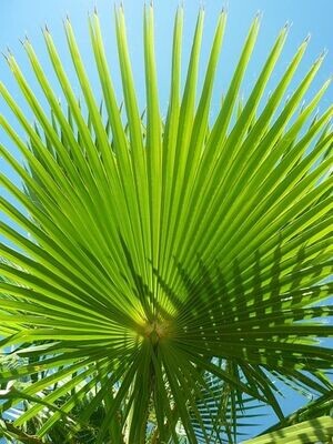 Planta Washingtonia robusta. Palmera Mexicana, abanico. 100-120 cm