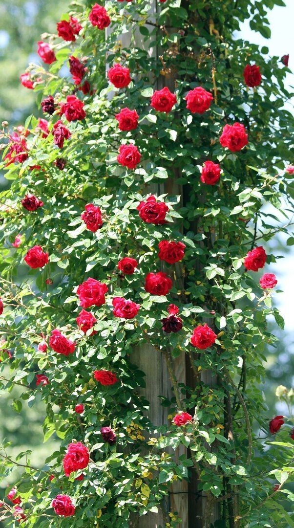 Planta Natural Rosal Trepador en Maceta. Altura 60 - 80 Cm