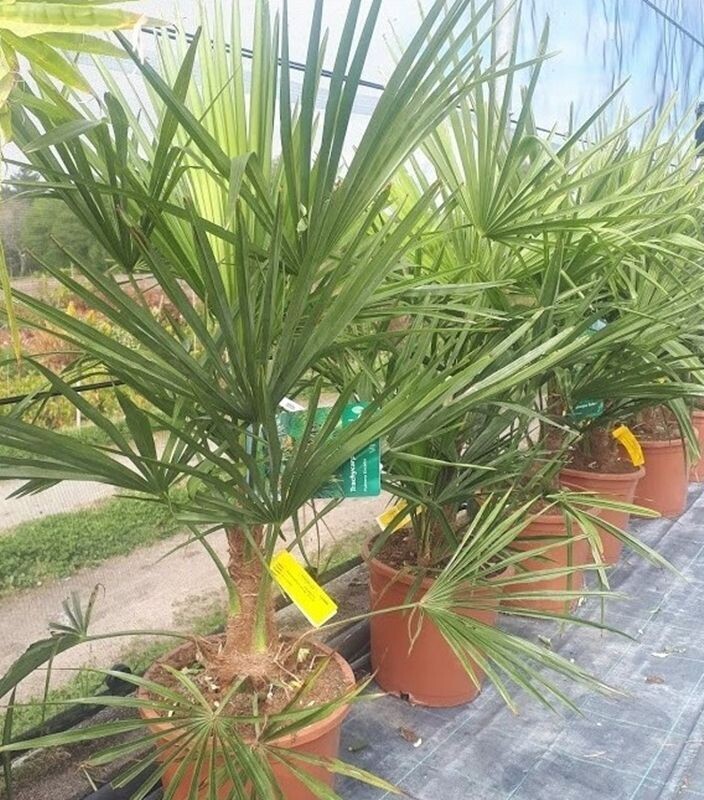 Planta Trachycarpus fortunei. Palmera excelsa. 50-60 cm