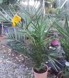 Planta Phoenix Canariensis. Palmera Canaria. 50-60 cm