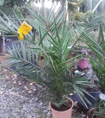 Planta Phoenix Canariensis. Palmera Canaria. 50-60 cm