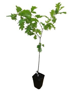 Planta de Roble Americano. Quercus Rubra. 20 - 30 cm