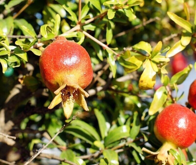 50 Semillas de Granado Enano Punica Granatum Nana