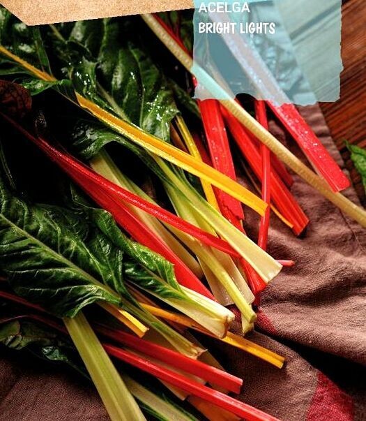 Semillas de Acelgas. Mezcla de colores. 500GR /20000 semillas aprox.