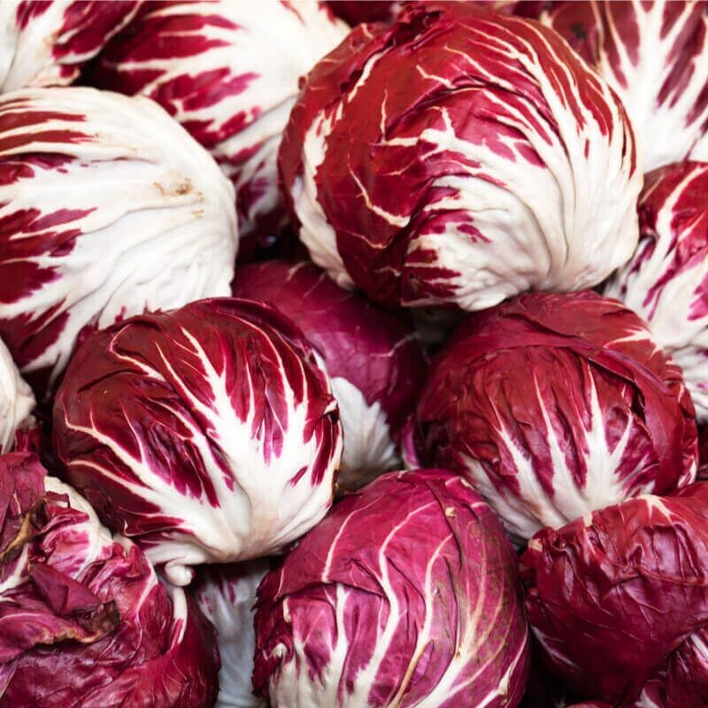 Semillas de Achicoria Palla Rossa.100GR / 70.000 semillas